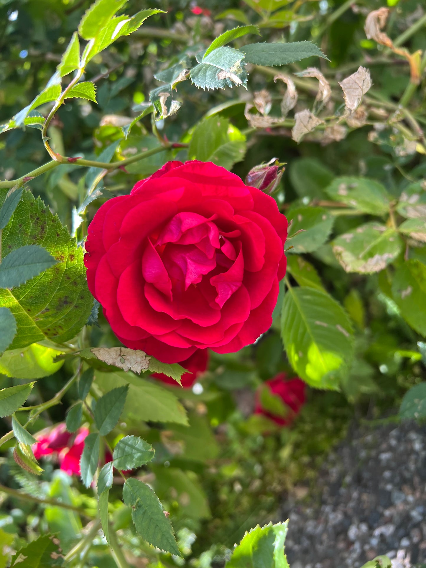 Rosesirup