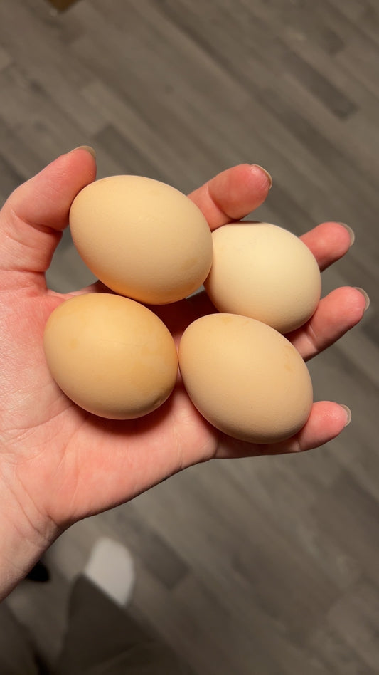 Hønseegg 30 pk