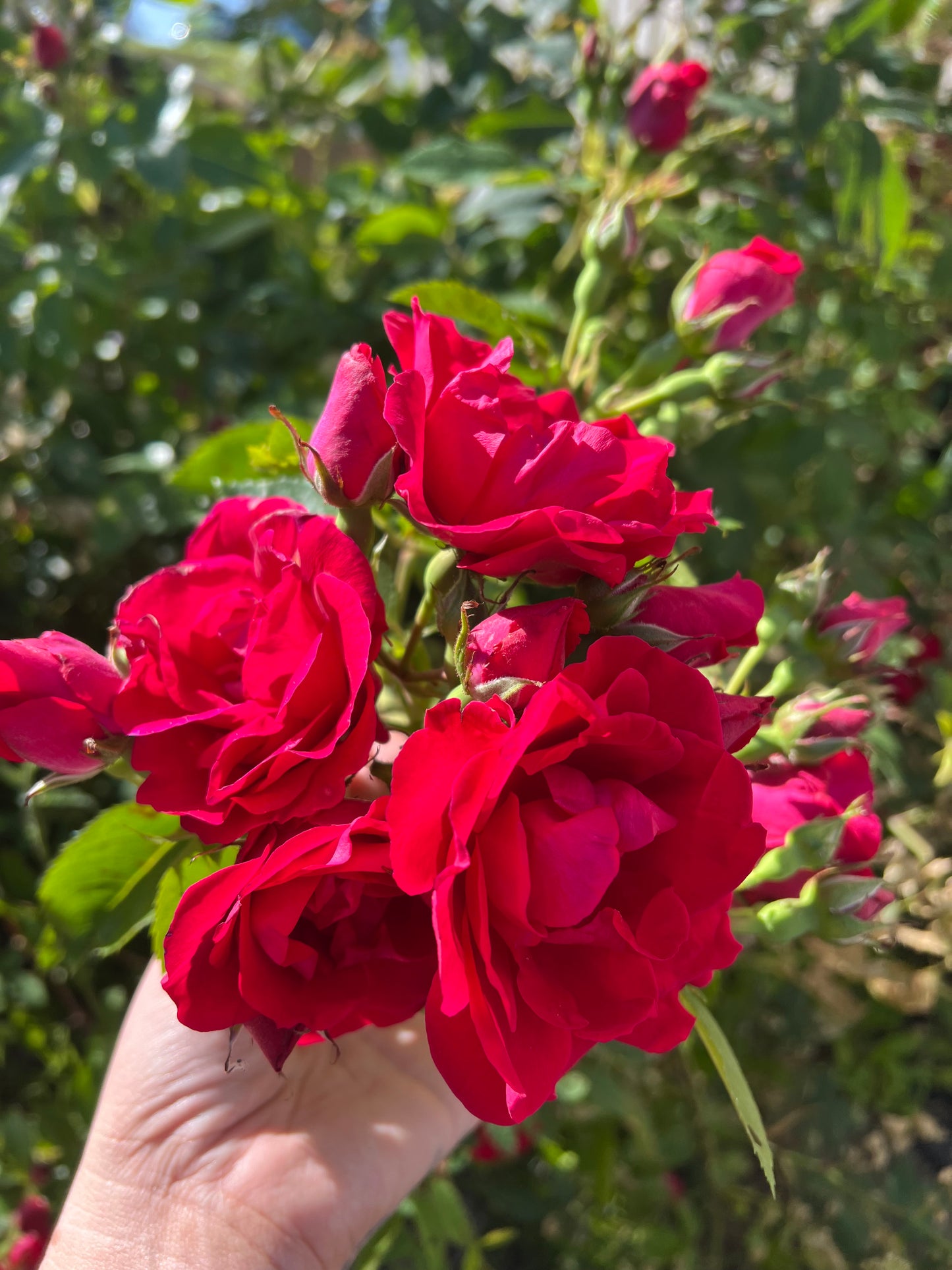 Rosesirup