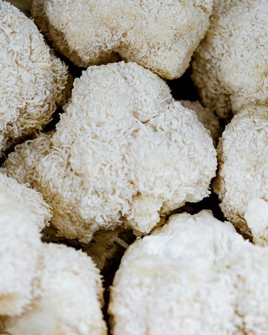 Lions Mane (Pinnsvinsopp)